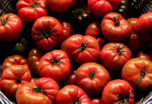토마토의 효능과 효과적인 섭취 방법