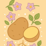 아침에 삶은 감자의 효과